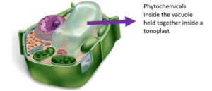 Schematic representation of the Tonoplast