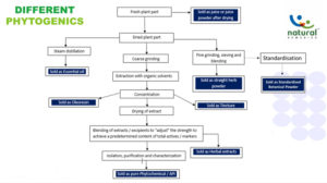 Schematic representation of processing of botanicals during manufacture