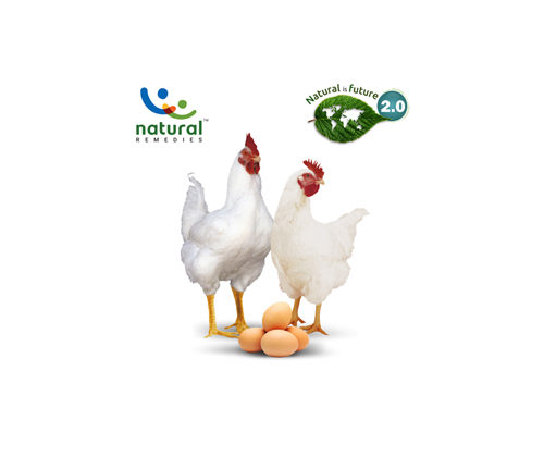 Managing Modern Broiler Breeders: Challenges and Opportunities