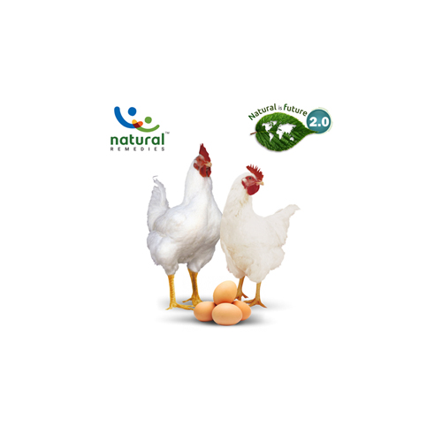 Managing Modern Broiler Breeders: Challenges and Opportunities