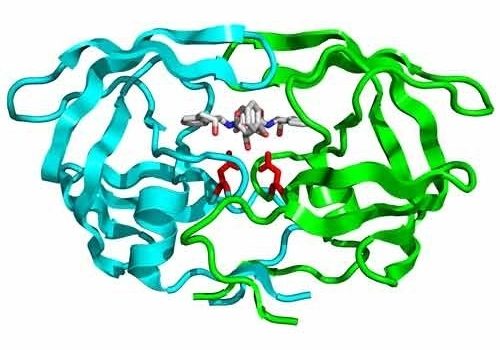 Evaluating Protease Enzymes