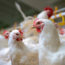 Indian Poultry Sector: Challenges and Future Outlook