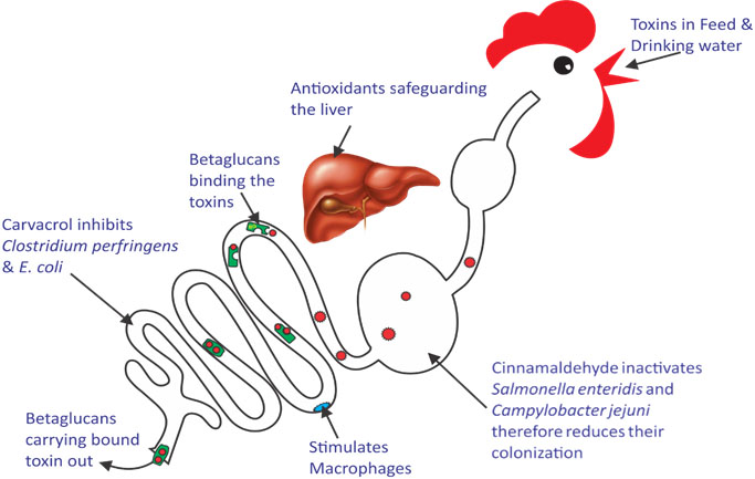 Toxin Illustration