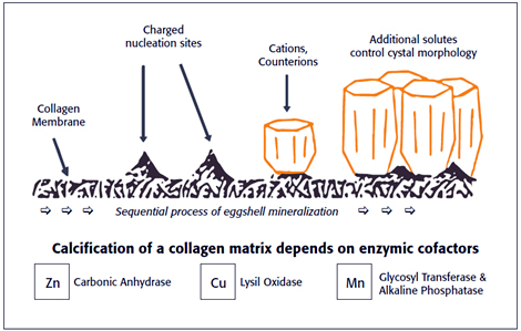 Calcification of collagen matrix