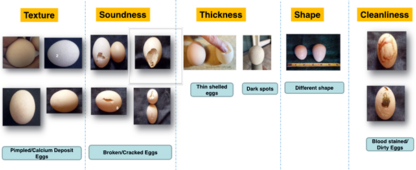 Common Problems in Eggshell