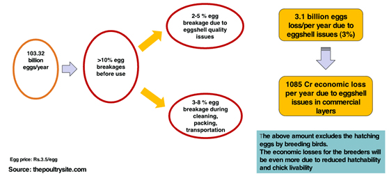 Economic Losses due to Poor Egg Shell quality & Egg Breakage