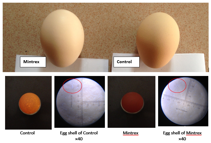 Egg shell surface