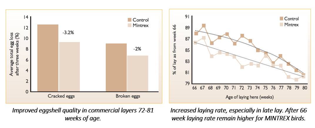 trial comparing a diet supplemented with MINTREX and normal feeding program 