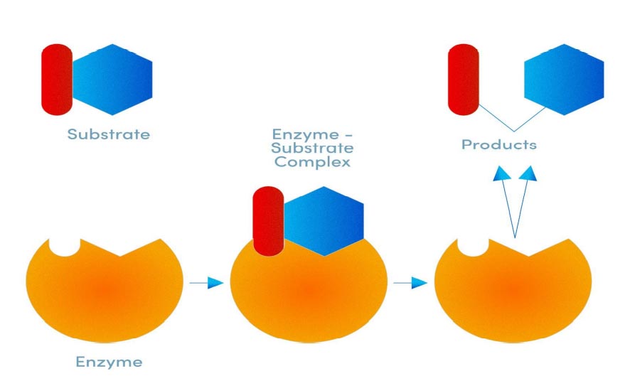 Enzyme Substrate