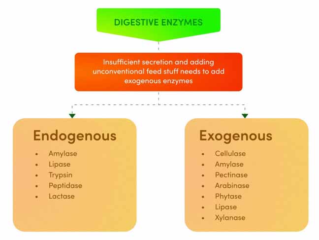 Enzyme Types