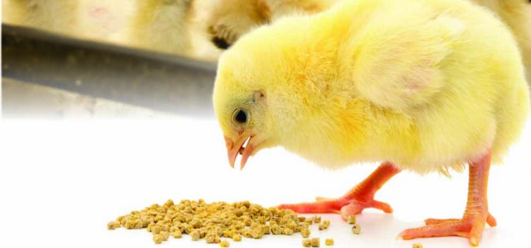 Inclusion of cocktail enzymes – key to unlock hidden nutrients in poultry diets