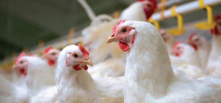 Winter management in Poultry Farming