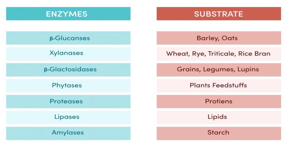 Enzymes in Feed grains