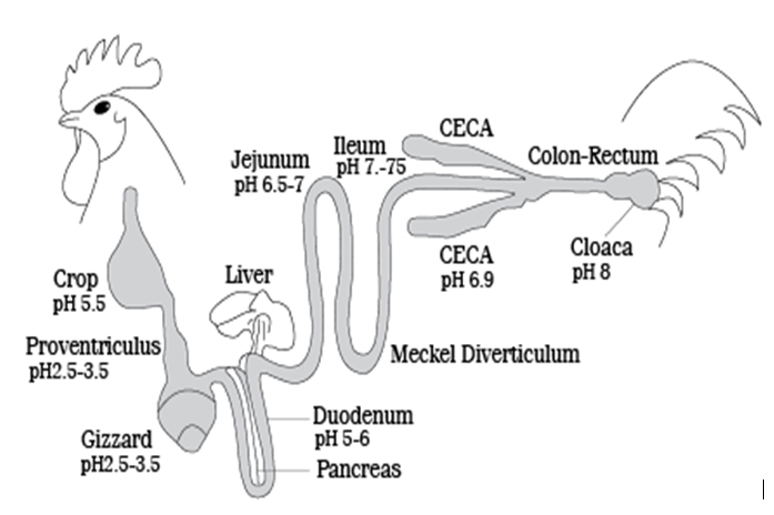 Depiction figure