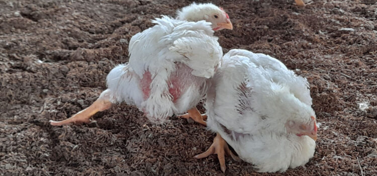 Lameness In Poultry – Contributing Factors