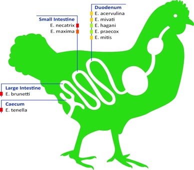 Chicken gut illustration