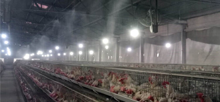 Summer Management In Poultry