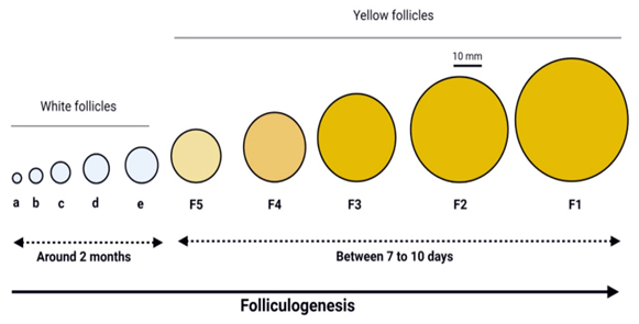 Fig 2: Sequence of Vitellogenesis 