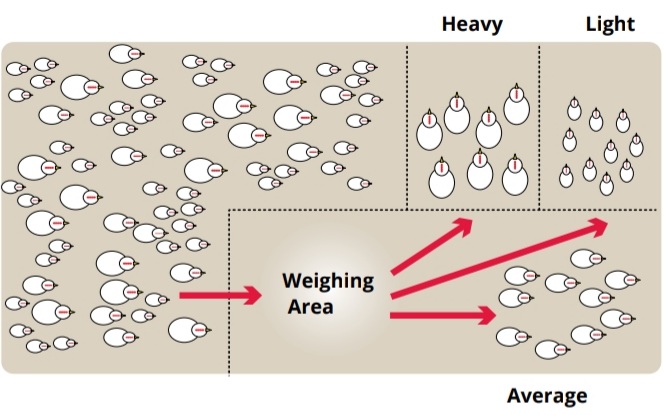 Picture 2 Grading Technique