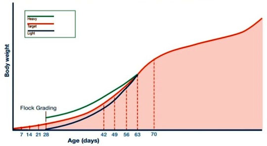 Redrawing of Body weight Target curve up to 63 days