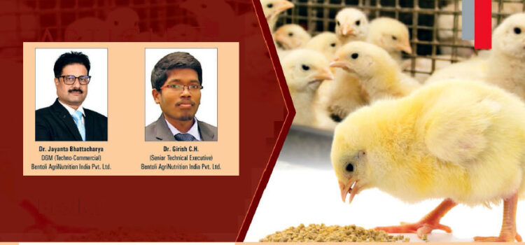 Good Physical Quality of Pellet Feed- Important for Commercial Broiler