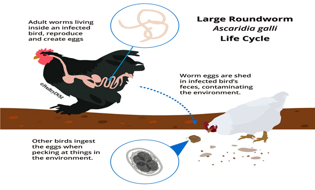 Intestinal Parasites article