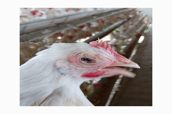 Understanding Mycoplasma Gallisepticum Infection In Poultry. | Poultry ...