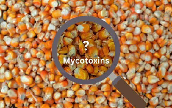 Mycotoxin