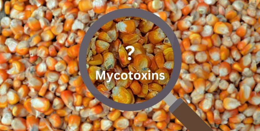 Mycotoxin